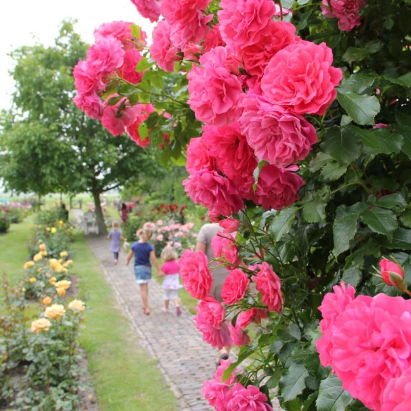 Minicamping Boudewijnskerke — photo 8